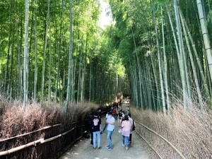 竹林の小径（2020年8月10日、京都・嵐山）