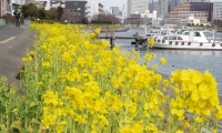 しながわ花海道の菜の花（東京・立会川 2019/02/14 撮影 kikuchi）
